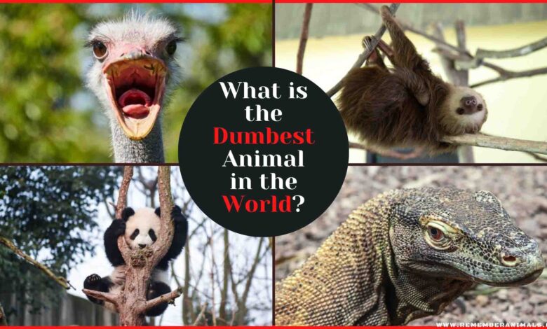 which animal is the dumbest